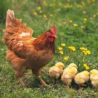 Hen