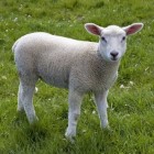 Lamb