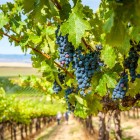 Vine